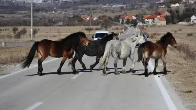 Grupa konja prelazi preko saobraćajnice u ruralnom području.