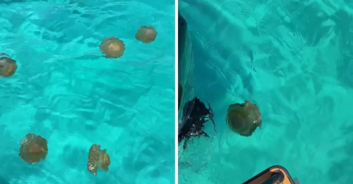 Meduze iznenadile kupače u Jadranu