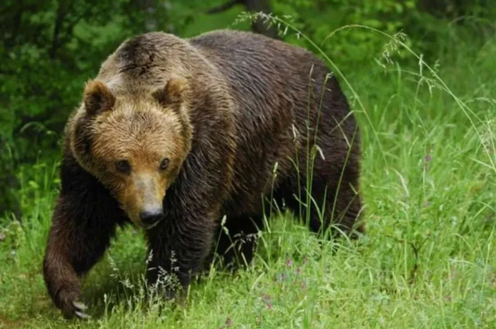 opasni medvjed u prirodi