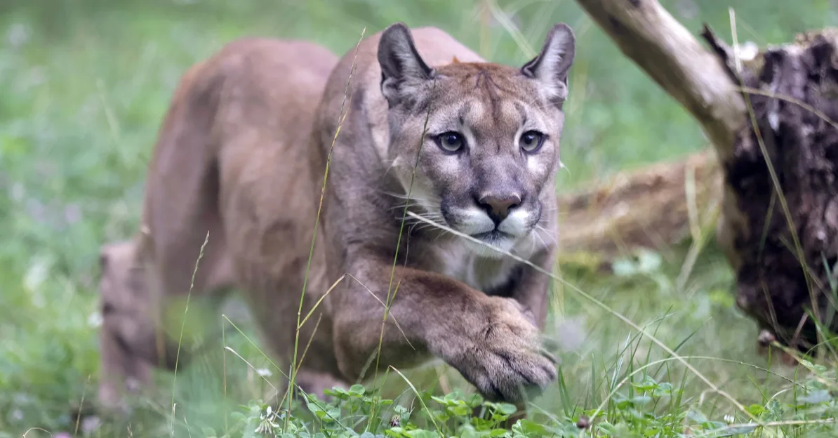 Puma u prirodi