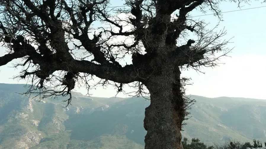 Silueta starog, razgranatog drveta ispred planinskog pejzaža