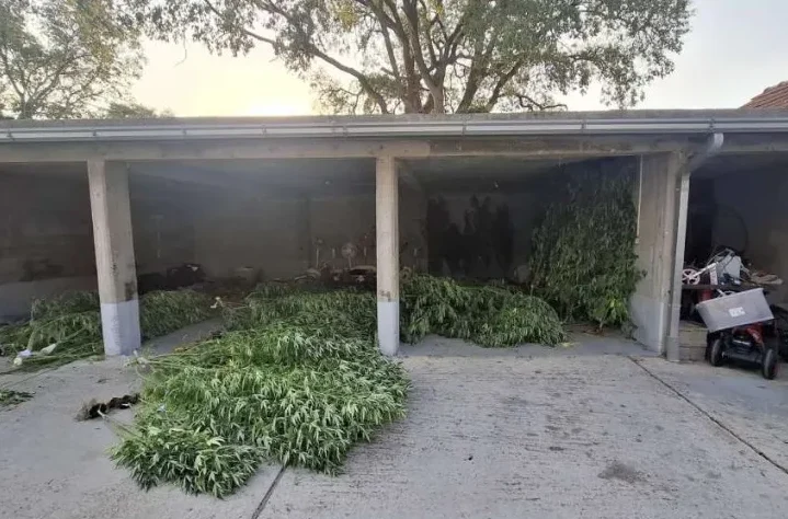 Zaplijenjena marihuana u Stocu