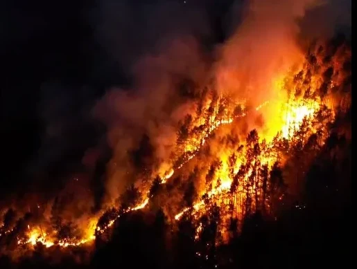Borova šuma u Konjicu gori